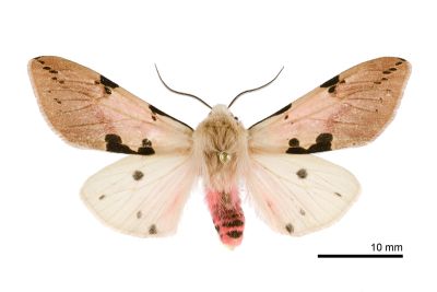 棍棒污燈蛾 Spilarctia clava 雄蟲