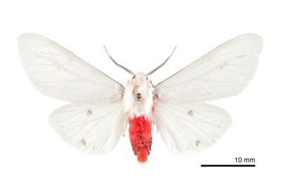 淨白污燈蛾 Spilarctia rubida 雄蟲