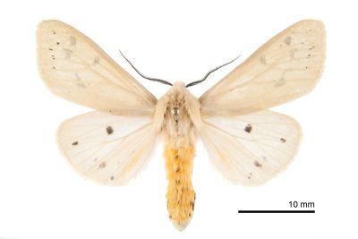黃腹污燈蛾 Spilarctia subtestacea 雄蟲