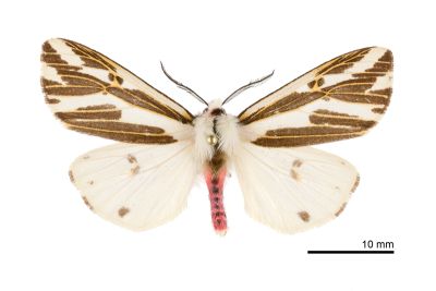 褐帶新污燈蛾 Eospilarctia formosana 雄蟲