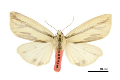 赭新污燈蛾 Eospilarctia nehallenia baibarensis 雌蟲