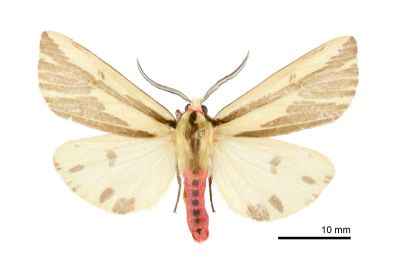 赭新污燈蛾 Eospilarctia nehallenia baibarensis 雄蟲