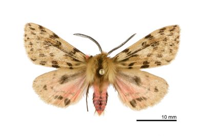 碎斑黃新污燈蛾 Eospilarctia neurographa 雄蟲