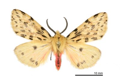碎斑黃新污燈蛾 Eospilarctia neurographa 雄蟲