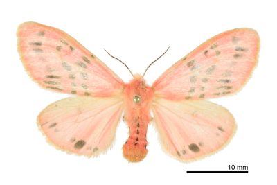 三條橙燈蛾 Lemyra alikangensis 雌蟲
