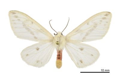 臺灣望橙燈蛾 Lemyra nigricosta 雌蟲