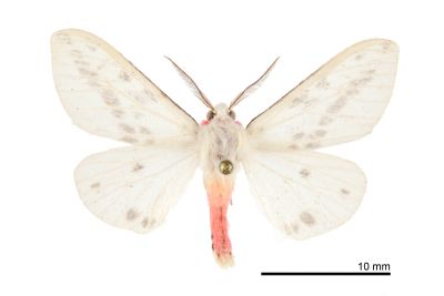 臺灣望橙燈蛾 Lemyra nigricosta 雄蟲