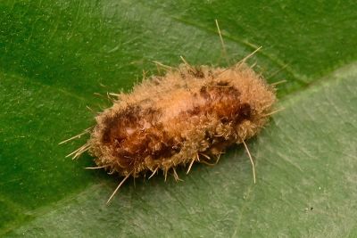梯紋美苔蛾 Miltochrista acteola