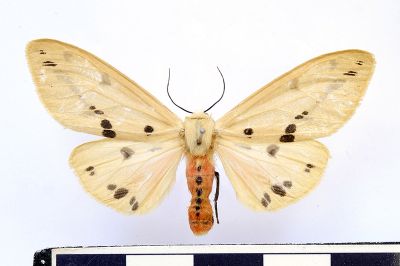 黑鬚污燈蛾 Spilarctia tienmushana werneri