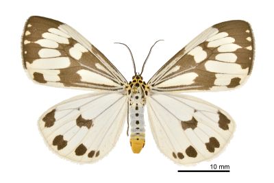粉蝶燈蛾 Nyctemera adversata 雌蟲