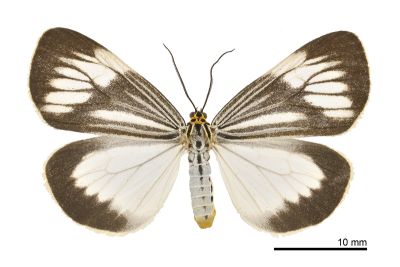 毛脛蝶燈蛾 Nyctemera coleta coleta 雌蟲
