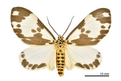 後凸蝶燈蛾 Nyctemera carissima formosana 雄蟲