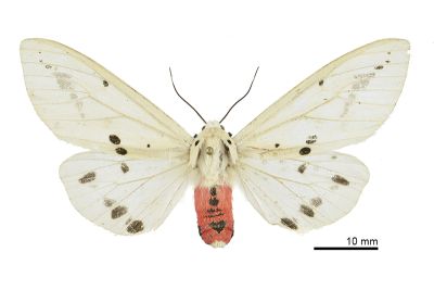 菊池污燈蛾 Spilarctia alba kikuchii 雌蟲
