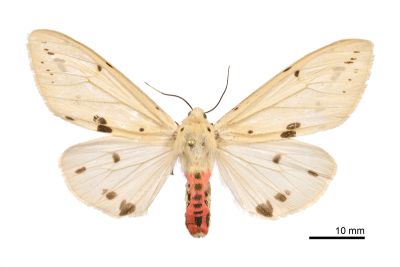 菊池污燈蛾 Spilarctia alba kikuchii 雌蟲
