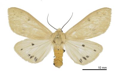 黃腹污燈蛾 Spilarctia subtestacea 雌蟲