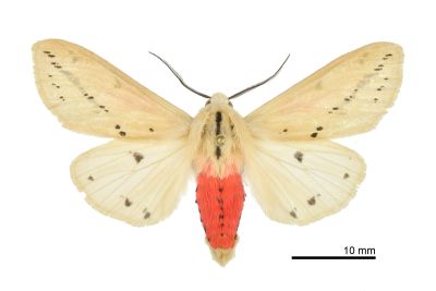 赤腹污燈蛾 Spilarctia taiwanensis 雄蟲