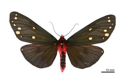 烏麗燈蛾 Taicallimorpha albipuncta 雄蟲