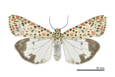 普三色星燈蛾 Utetheisa pulchelloides vaga 雌蟲