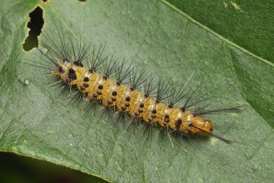 毛脛蝶燈蛾 Nyctemera coleta coleta