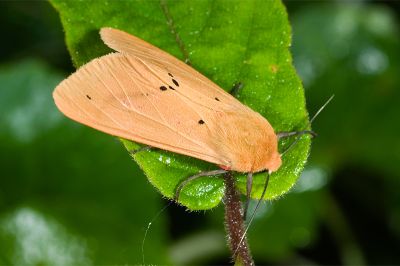 褐赭污燈蛾 Spilarctia wilemani 雄蟲