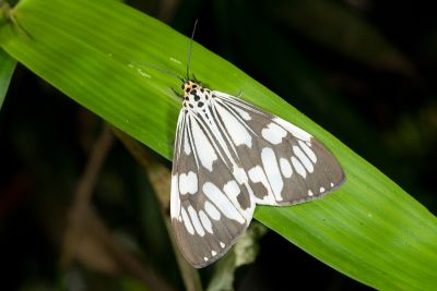 粉蝶燈蛾 Nyctemera adversata 雄蟲