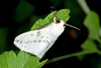 臺灣望橙燈蛾 Lemyra nigricosta 雄蟲