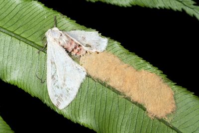 臺灣望橙燈蛾 Lemyra nigricosta 雌蟲