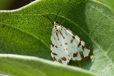 大花斑蝶星燈蛾 Utetheisa inconstans 雌蟲