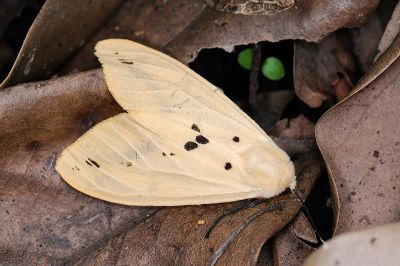 黑鬚污燈蛾 Spilarctia nydia werneri 雌蟲