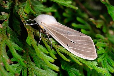 Creatonotos transiens vacillans 雄蟲