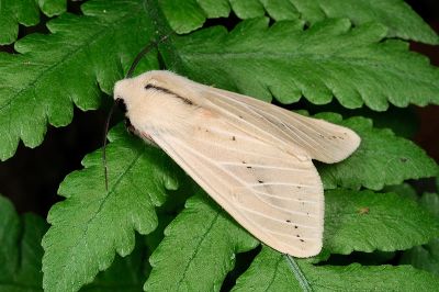 赤腹污燈蛾 Spilarctia taiwanensis 雄蟲