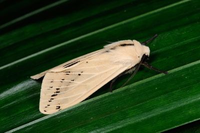 赤腹污燈蛾 Spilarctia taiwanensis 雄蟲