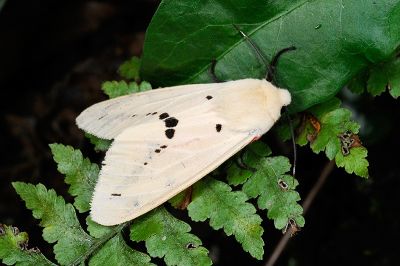 黑鬚污燈蛾 Spilarctia nydia werneri 雄蟲