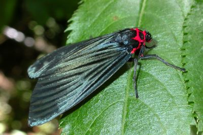 阿里山釉麗燈蛾 Euleechia arisana 雄蟲