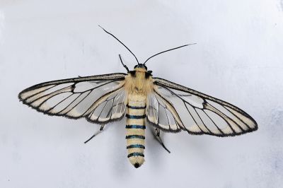 透翅鹿蛾 Amata wilemani 雄蟲