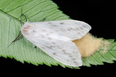 臺灣望橙燈蛾 Lemyra nigricosta 雌蟲