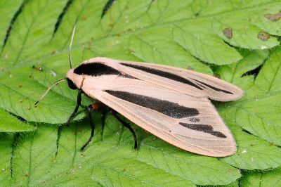 黑條灰燈蛾 Creatonotos gangis 雄蟲