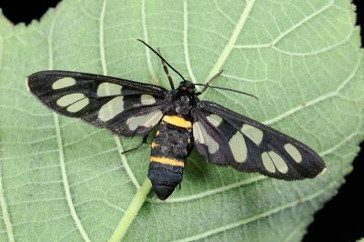 雙黃環鹿蛾 Amata fortunei matsumurai 雌蟲