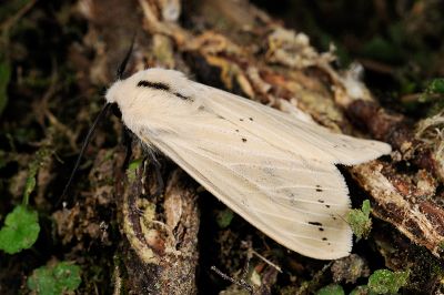 黃腹污燈蛾 Spilarctia subtestacea 雄蟲