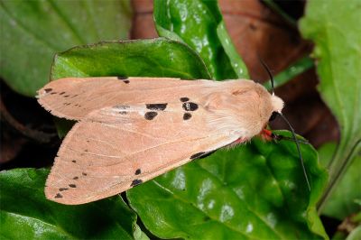 棍棒污燈蛾 Spilarctia clava 雄蟲