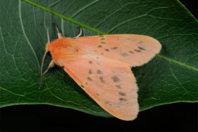 三條橙燈蛾 Lemyra alikangensis 雄蟲