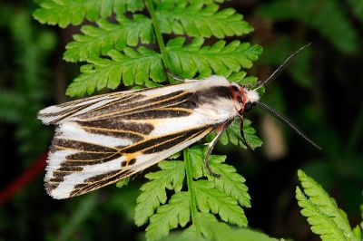 褐帶新污燈蛾 Eospilarctia formosana 雄蟲