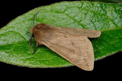 煙污燈蛾 Spilosoma fumida 雄蟲