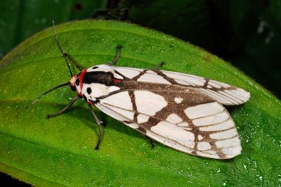 乳白斑燈蛾 Areas galactina formosana 雄蟲