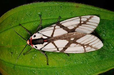 乳白斑燈蛾 Areas galactina formosana 雄蟲
