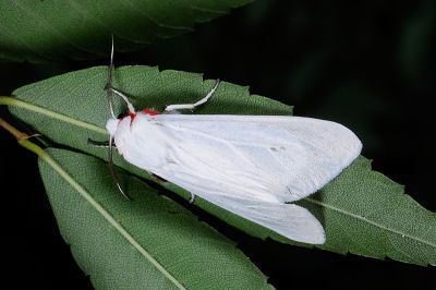 淨白污燈蛾 Spilarctia rubida 雄蟲