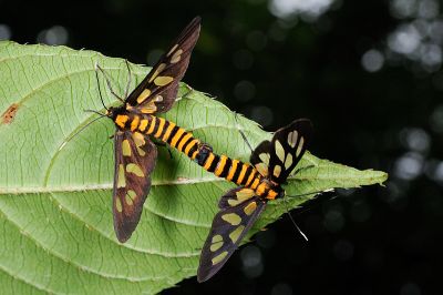 明窗鹿蛾 Amata hirayamae 交尾中個體