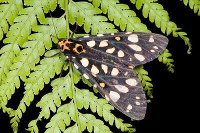 大麗燈蛾 Aglaomorpha histrio formosana 雌蟲