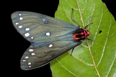 烏麗燈蛾 Taicallimorpha albipuncta 雄蟲