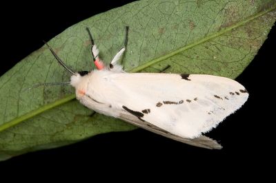 湯馬士氏望橙燈蛾 Lemyra wernerthomasi 雄蟲